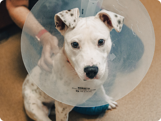 Pet Alliance of Greater Orlando